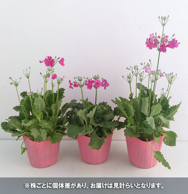 草花の苗 プリムラ マラコイデス うぐいすロー...の詳細画像3