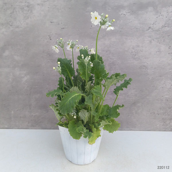 草花の苗 プリムラ マラコイデス うぐいすホワ...の詳細画像1