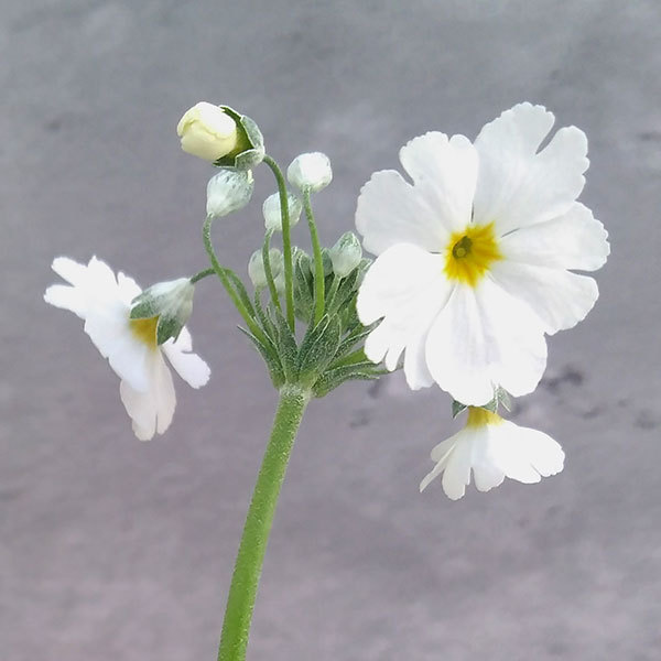 草花の苗 プリムラ マラコイデス うぐいすホワ...の詳細画像2