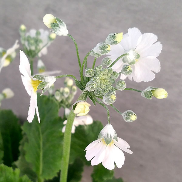 草花の苗 プリムラ マラコイデス うぐいすホワ...の詳細画像3
