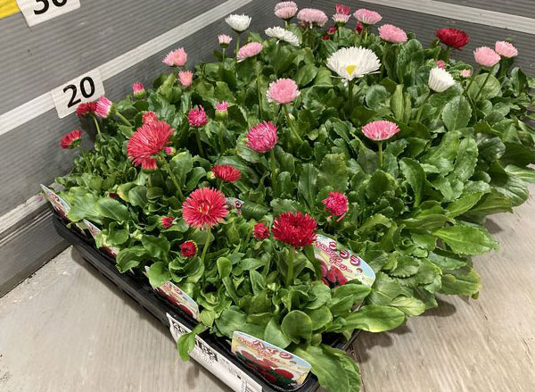 草花の苗 デージー チロリアンデージー レッド3.5号ポット |  | 03