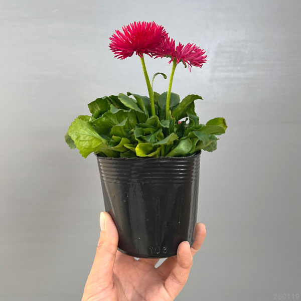 草花の苗 デージー チロリアンデージー レッド3.5号ポット |  | 01