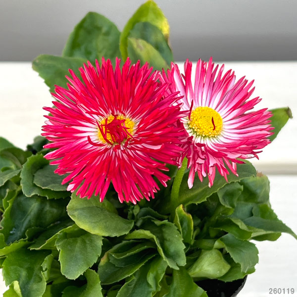 草花の苗 デージー チロリアンデージー レッド3.5号ポット |  | 02