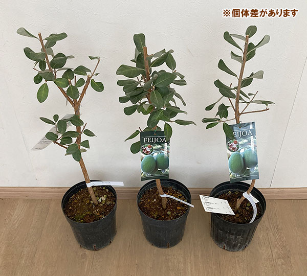 花木 庭木の苗/フェイジョア：マンモス6号ポット｜engei｜03