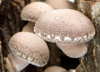 野菜の苗 ホダキング（しいたけホダ木オガ菌完熟45cm）1本 |  | 03