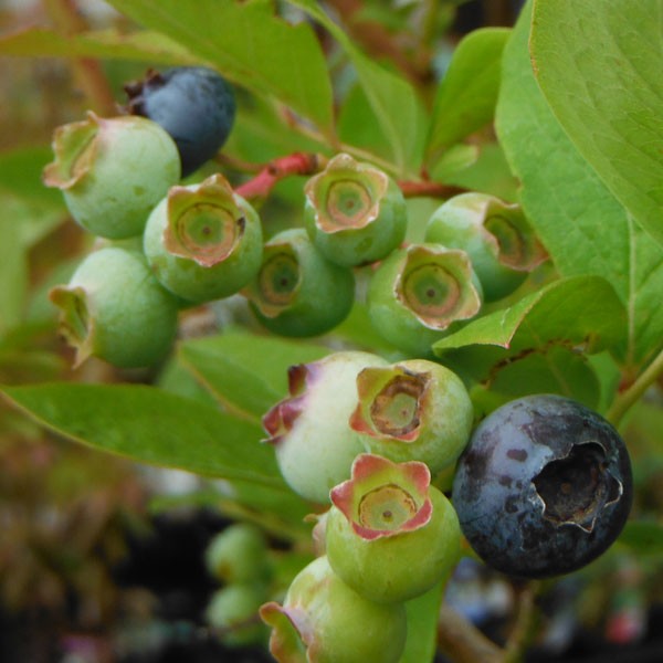 果樹の苗/ブルーベリー：おおつぶ星接木苗5号ポット 果樹の苗/25年9月