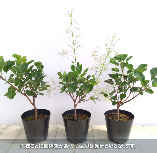 スモークツリー 苗のおすすめ人気商品一覧 通販 - Yahoo!ショッピング
