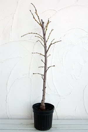 花木 庭木の苗 ハナモモ（花桃） 源平桃（ゲンペイモモ）立性6号ポット |  | 03