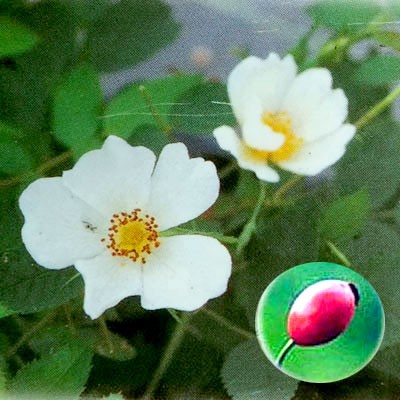 バラの苗/ローズ：ドッグローズ（ロサ カニナ）　3号ポット｜engei｜02