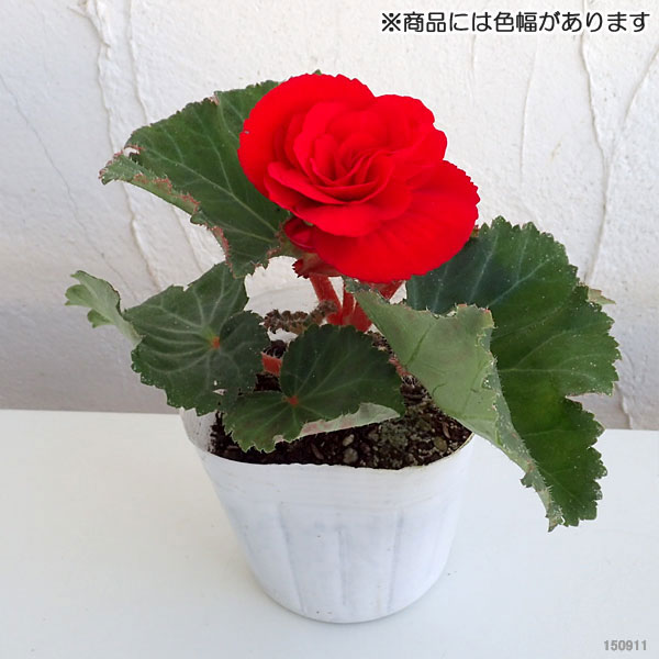 草花の苗 フォーチュンベゴニア スカーレット3...の詳細画像5