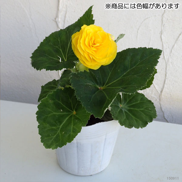 草花の苗/フォーチュンベゴニア：イエローインプ3.5号ポット2株セット｜engei｜02