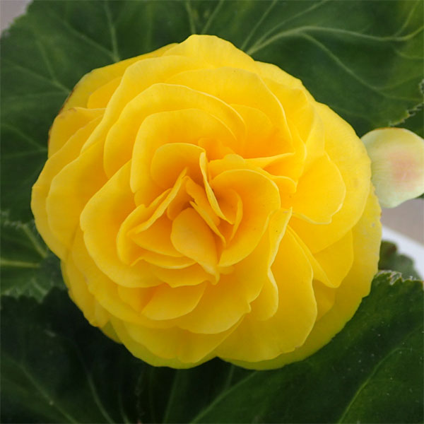草花の苗 26年9月中下旬予約 フォーチュンベ...の詳細画像4