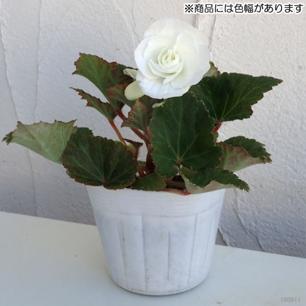 草花の苗 フォーチュンベゴニア ホワイト3.5...の詳細画像1