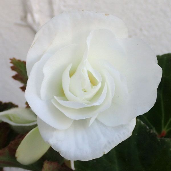 草花の苗 フォーチュンベゴニア ホワイト3.5...の詳細画像3