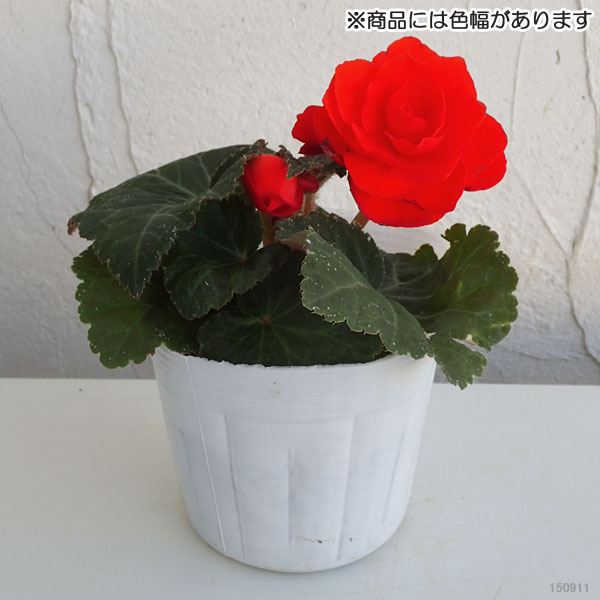 草花の苗 フォーチュンベゴニア オレンジシェー...の詳細画像1