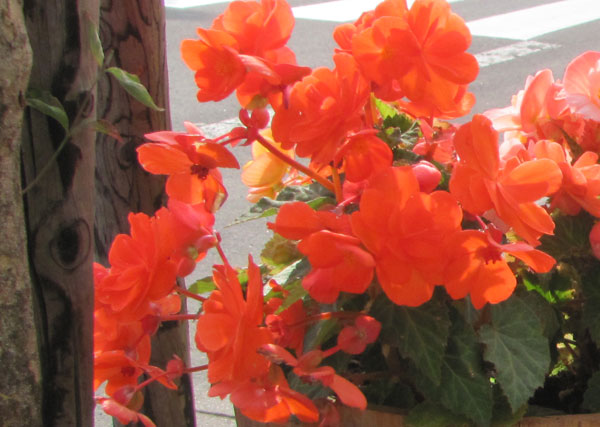 草花の苗 フォーチュンベゴニア オレンジシェー...の詳細画像4