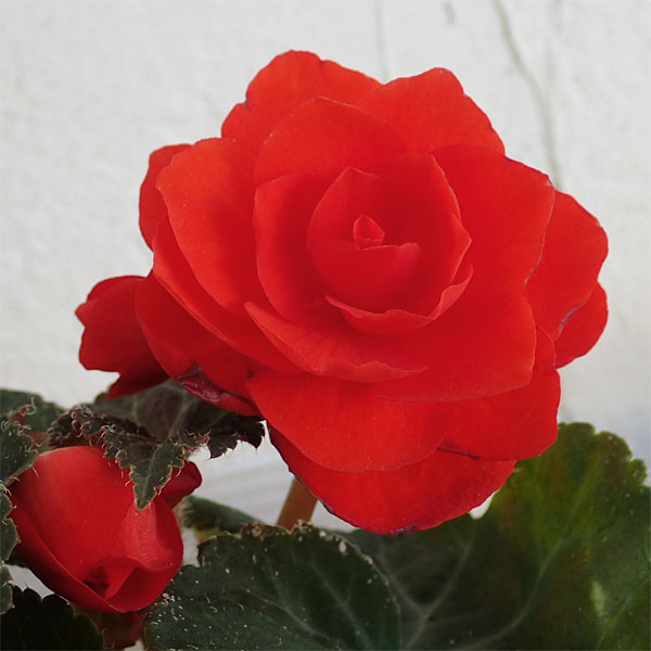 草花の苗 フォーチュンベゴニア オレンジシェー...の詳細画像2