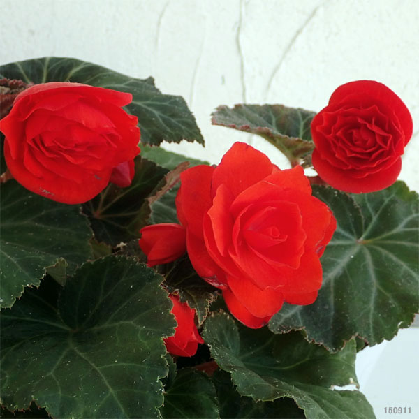 草花の苗 フォーチュンベゴニア オレンジシェー...の詳細画像3