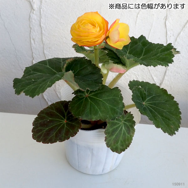 草花の苗 26年9月中下旬予約 フォーチュンベ...の詳細画像1