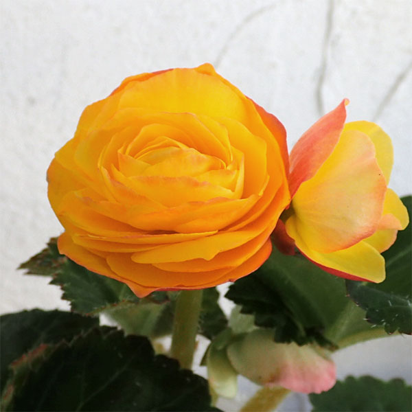 草花の苗 26年9月中下旬予約 フォーチュンベ...の詳細画像5