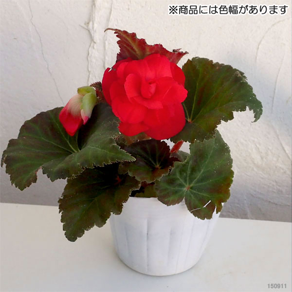 草花の苗 26年9月中下旬予約 フォーチュンベ...の詳細画像4