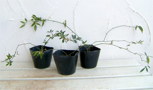 草花の苗 モッコウバラ 黄花八重咲き3号ポットの詳細画像3