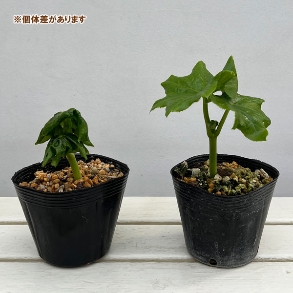 山野草の苗 ハッカクレン(八角蓮)4号ポットの詳細画像4