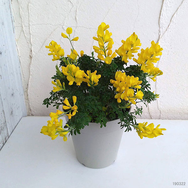 花木 庭木の苗 ヒメエニシダ4号鉢植えの詳細画像5