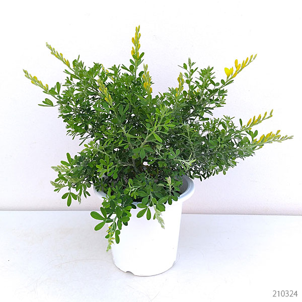 花木 庭木の苗 ヒメエニシダ4号鉢植えの詳細画像1