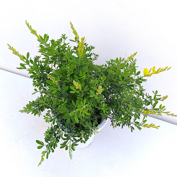 花木 庭木の苗 ヒメエニシダ4号鉢植えの詳細画像2