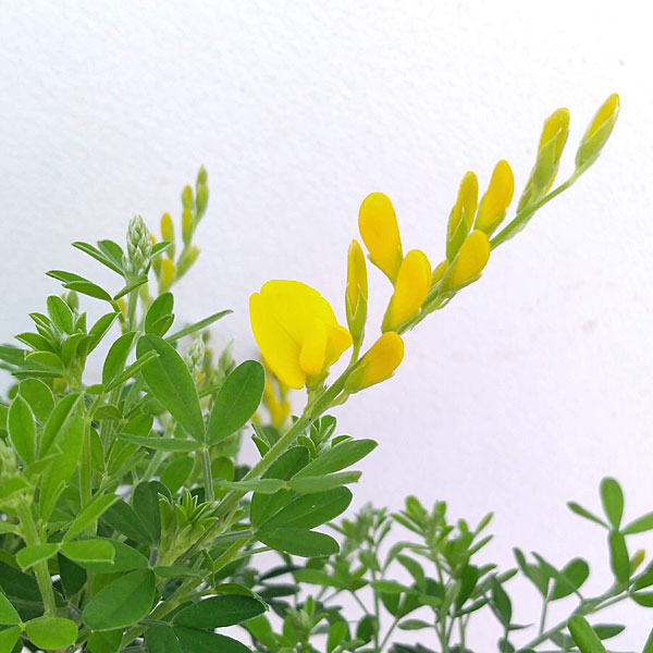 花木 庭木の苗 ヒメエニシダ4号鉢植えの詳細画像3