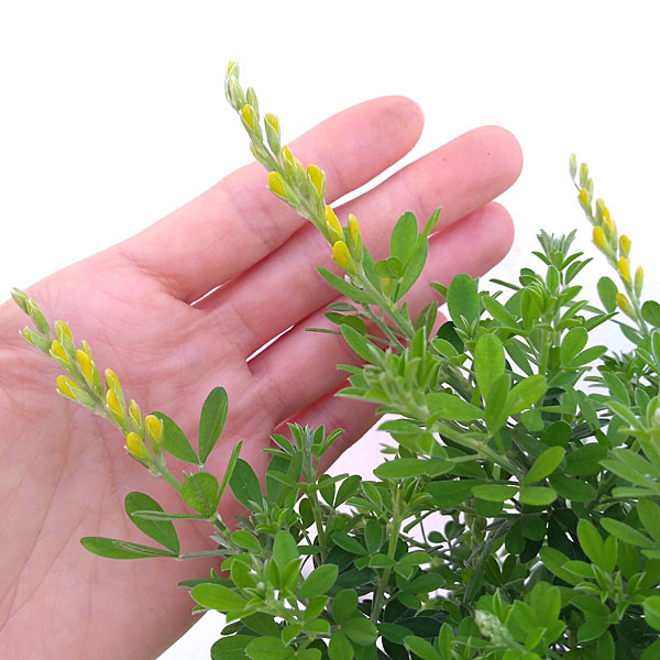 花木 庭木の苗 ヒメエニシダ4号鉢植えの詳細画像4