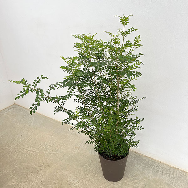 シマトネリコ 鉢植え（観葉植物） | 花、ガーデニング の商品一覧 通販 