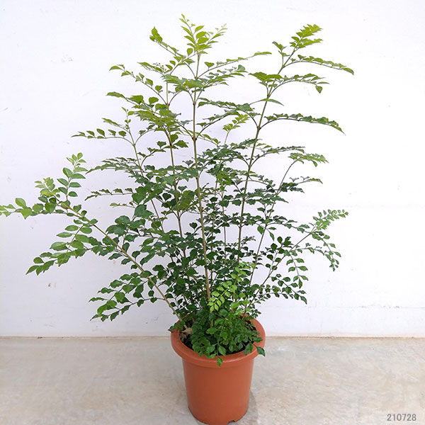 シマトネリコ 鉢植え（観葉植物） | 花、ガーデニング の商品一覧 通販 