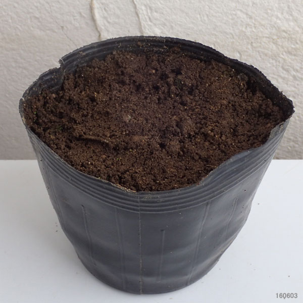 草花の苗 ヒガンバナ（彼岸花・リコリス　ラジアータ） 赤3.5号ポット |  | 01