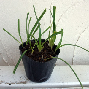 草花の苗 ヒガンバナ（彼岸花・リコリス　ラジアータ） 赤3.5号ポット |  | 03