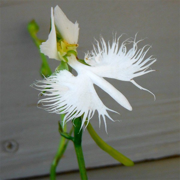 サギソウ（苗） | 花、ガーデニング のおすすめ人気商品一覧 通販