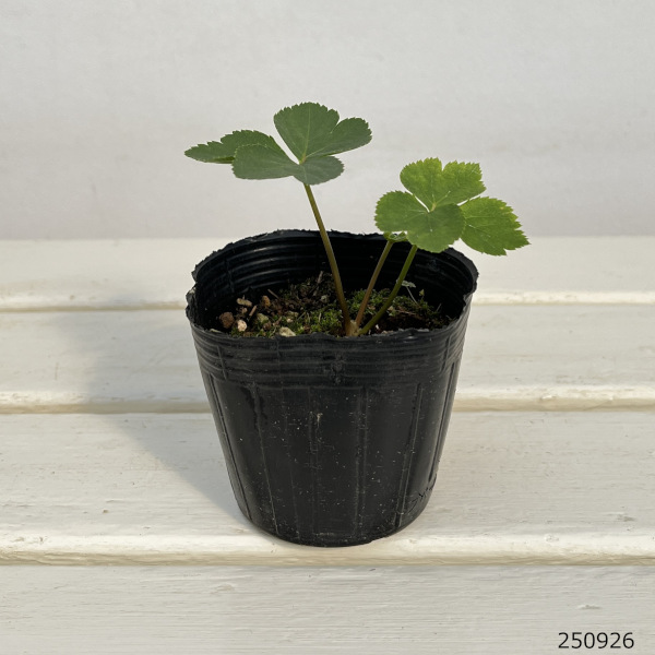 アシタバ 苗（花、ガーデニング）のおすすめ人気商品一覧 通販 - Yahoo