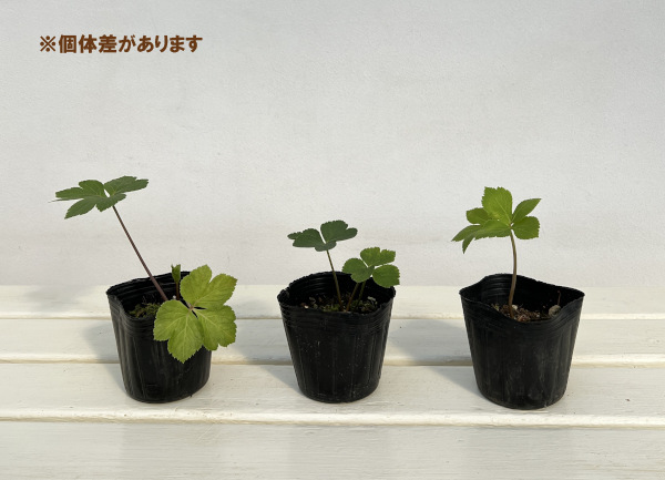 野菜ハーブ あしたば 苗20株 アシタバ苗20株 アシタバ苗20株 【公式通販】