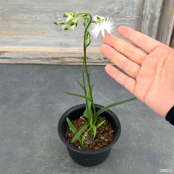 サギソウ。100本苗 サギソウ（花の苗）｜苗 | 花、ガーデニング のおすすめ人気商品