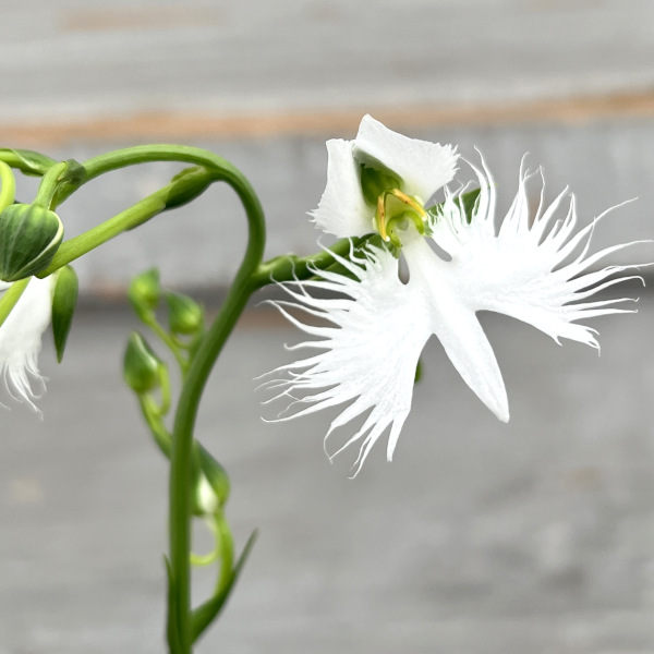 サギソウ（花の苗）｜苗 | 花、ガーデニング のおすすめ人気商品