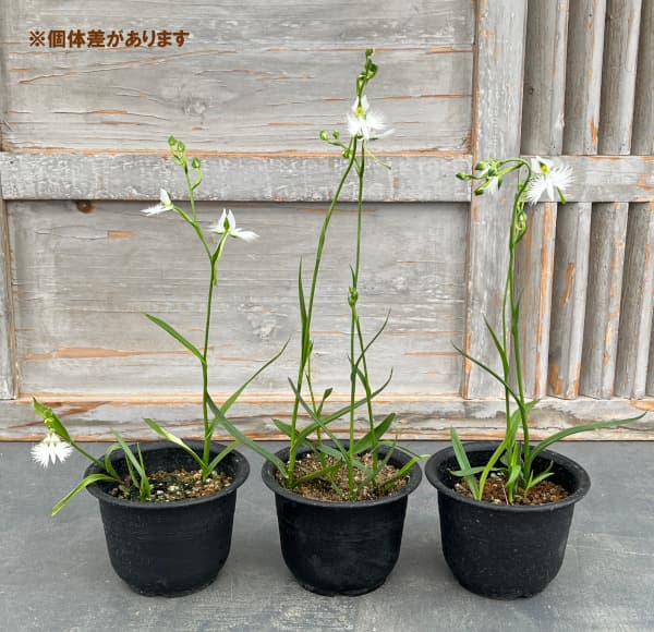 サギソウ。100本苗 楽天市場】サギソウ（ガーデニング・農業｜花・ガーデン・DIY