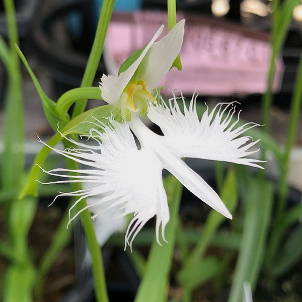 サギソウ（花の苗）｜苗 | 花、ガーデニング のおすすめ人気商品