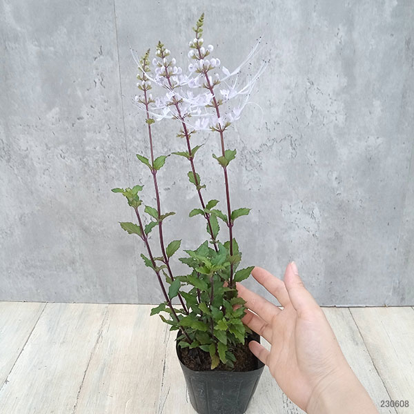 草花の苗 ネコノヒゲ(キャッツウィッカー) 桃...の詳細画像1