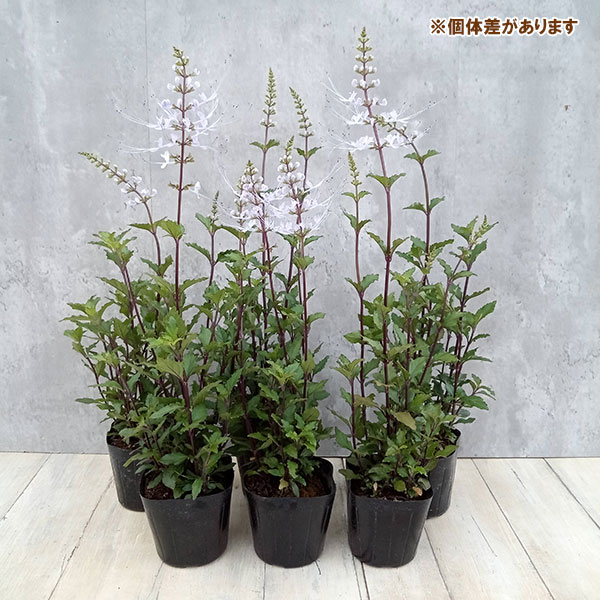 草花の苗 ネコノヒゲ(キャッツウィッカー) 桃...の詳細画像4