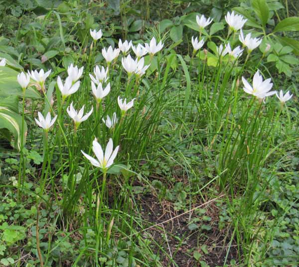 草花の苗/タマスダレ：白花3号ポット 4株セット :144016:園芸ネット - 通販 - Yahoo!ショッピング