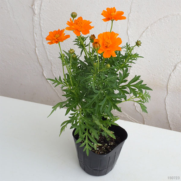 草花の苗 キバナコスモス(黄花コスモス) オレ...の詳細画像1