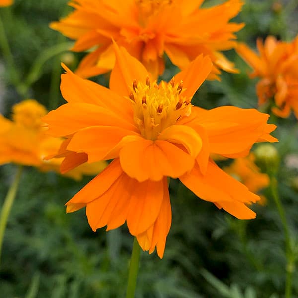 草花の苗 キバナコスモス(黄花コスモス) オレ...の詳細画像3