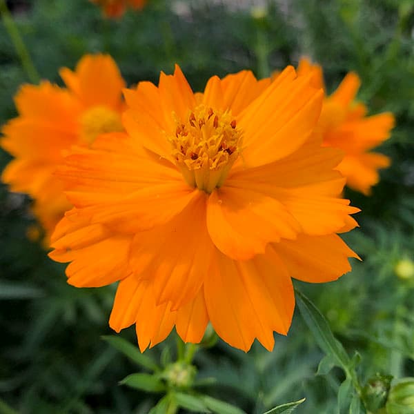 草花の苗 キバナコスモス(黄花コスモス) オレ...の詳細画像4
