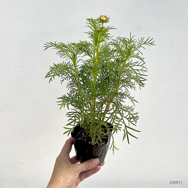 草花の苗 コスモス 花色ミックス(わい性種)3...の詳細画像2